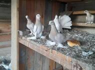 Grajewo ogłoszenia: witam sprzedam gołebie widoczne na zdjeciach - zdjęcie