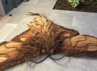 Grajewo ogłoszenia: Sprzedam pięknie zrobioną ćmę tak jak na zdjęciach może  być... - zdjęcie