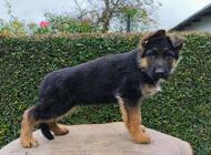 Grajewo ogłoszenia: Witam. Mam do zaoferowania szczenięta owczarki niemieckie... - zdjęcie