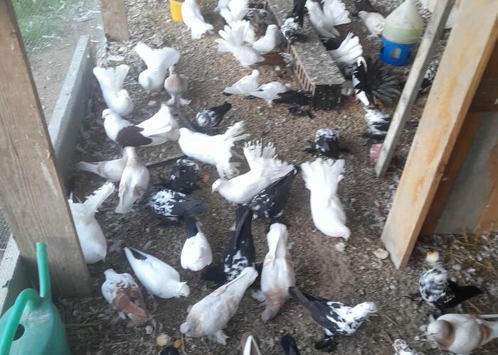 Grajewo ogłoszenia: witam sprzedam gołebie widoczne na zdjeciach